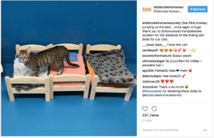 Post Instagram Etobicoke Humane Society 