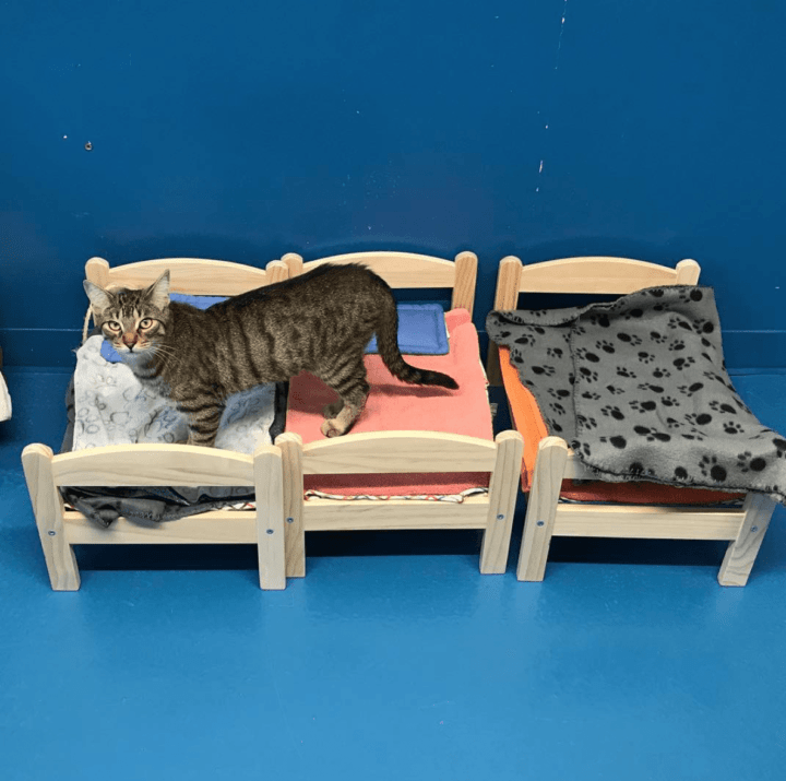 IKEA : lit pour chat - Shake-It